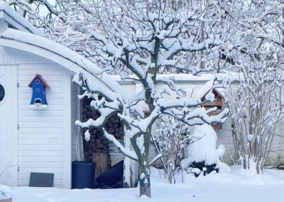 Garten im Winter; ein Apfelbaum und alle Pflanzen sind mit Schnee bedeckt