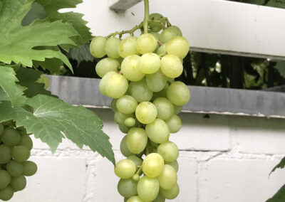 Weintrauben an einer Pergola